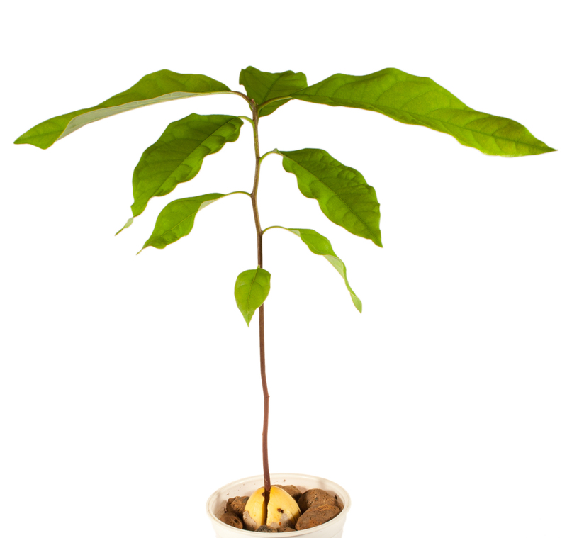 lawn care grass cutting